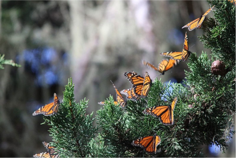 monarchs